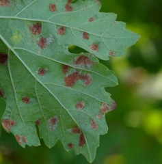 We can distinguish hypertrophied hairs in an erinose gall at the end of the vegetative cycle: <b> <i> Colomerus vitis </i> </b>