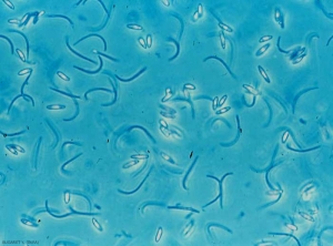 Mixture of alpha and beta spores of <b> <i> Phomopsis viticola </i> </b> (excoriose)