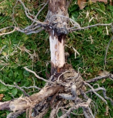 The attack of <b> <i> Ilyonectria liriodendri </i> </b> forced this vine to form two clearly visible root trays.  (black feet)