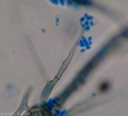 At the end of this conidiophore several hyaline, oblong-ellipsoid to allantoic conidia formed.  <b> <i> Phaeoacremonium aleophilum </i> </b>