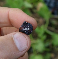 Several white spore pads, gradually taking on a blue tint, develop on this rotten berry.  <i> <b> Penicillium expansum </b> </i> (blue rot)