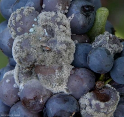 The heart of this fully botrytised cluster is more or less invaded by a <i> Penicillium </i> sp.  : a dark green mold is recognizable in the center of this figure.