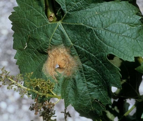 Large beigeish necrotic spot, darker on the periphery, progressively necrotizing  <b><i>Botrytis cinerea</i> </b>(Gray mold)