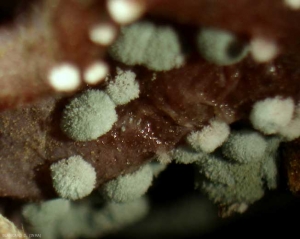 Detail of spore pads on grape berries.  <i> <b> Penicillium expansum </b> </i> (<i> Penicillium </i> rot)