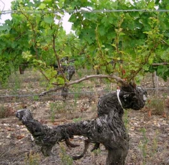 This vine presents a dead arm.  The shoots developing on the still functional arm are stunted, with small, distorted, chlorotic leaves.  <i> <b> Eutypa lata </b> </i> (eutypia)