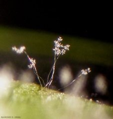 Arbusculous sporangiophores of <b> <i> Plasmopara viticola </i> </b> observed with a binocular magnifying glass.  (mildew)