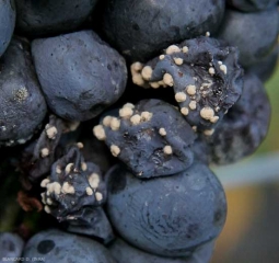 Spore pads characterizing the parasitism of a <b> <i> Monilia </i> sp. </b> on grape berries.  (rot in Monilia, or moniliosis)