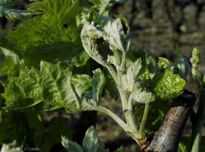 This young stunted branch is more or less covered by powdery mildew, its leaves have taken on a dirty gray tint, and are twitched.  <b> <i> Erysiphe nectar </i> </b>