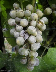 The berries of this cluster are completely covered by powdery mildew.  Some of them have exploded.  <b> <i> Erysiphe necator </i> </b>