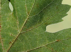 The numerous punctures produced by <i> <b> Eotetranychus carpini </b> </i> on the leaf blade cause locally, along the veins, its yellowing and then reddening.  (Hornbeam mite)