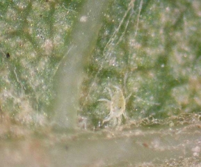 Larva of <i> <b> Eotetranychus carpini </b> </i> walking under the blade of a vine leaf.  (Hornbeam mite)