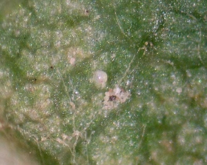 Egg of <i> <b> Eotetranychus carpini </b> </i>.  (Hornbeam mite)