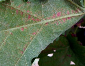 Detail of lesions caused on the inferior surface of the limbus by <i> <b> Eotetranychus carpini </b> </i>.  (Hornbeam mite)