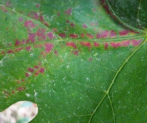 Detail of lesions on the upper surface of the limbus caused by <i> <b> Eotetranychus carpin </b> </i> i.  (Hornbeam mite)