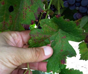 On these grape leaves we observe red interveinal discolorations due to the parasitism of <i> <b> Eotetranychus carpini </b> </i>.  (Hornbeam mite)