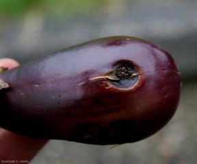 A concave lesion has settled on this mature fruit.  The tissues gradually collapse and split, while the pericarp locally takes on a black tint. <i><b>Alternaria alternata</b></i> (syn. <i>Alternaria tenuis</i>, alternariose)