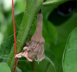 Flowers, especially senescent petals, are particularly susceptible to <i> <b> Botrytis cinerea </b> </i>.  The latter does not take long to colonize them in humid periods, causing a brownish rot covered with the characteristic <b> grey mold </b>