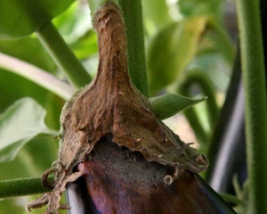 A gray mold partially covers in its center this large soft rot on this fruit.  <i> <b> Botrytis cinerea </b> </i> 