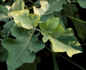 Other genetic abnormalities on eggplant : <b>chimera</b>.