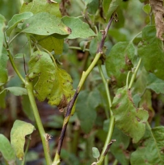 <i> <b> Didymella lycopersici </b> </i> took advantage of these size wounds to penetrate along this rod.  (<i> Didymella </i> stem canker)