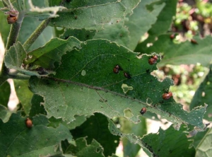 <b>Colorado beetle potato</b> on eggplant.