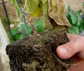 <b>Ant</b> damage on eggplant.