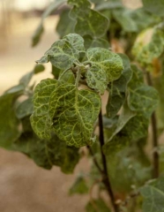 <b><i>Eggplant mottled dwarf virus</i></b>, EMDV) on eggplant.