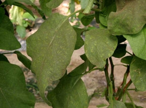 <b>Sooty mold</b> on eggplant.