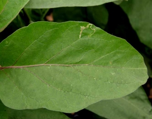 <b>Leafminers</b> on eggplant.