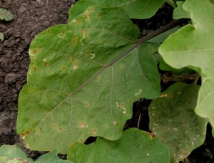 <b>Leafminers</b> on eggplant.