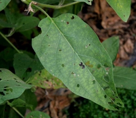 <b>Moths </b> on eggplant.