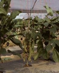 <i><b>Phytophthora nicotianae</b></i> (ex <i>P. parasitica</i>, foot rot) on eggplant.