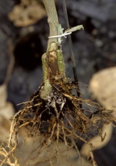 <i><b>Phytophthora nicotianae</b></i> (ex <i>P. parasitica</i>, foot rot) on eggplant.