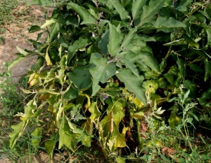 <b><i>Candidatus</i> Phytoplasma sp. </b>(Phytoplasma responsible for stolbur) on eggplant.