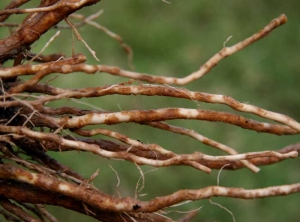 A superficial suberization of the cortex by sectors is observed on the roots.  The affected tissues, rather dry, take a brown to brown tint. <i><b>Pyrenochaeta lycopersici</b></i> (corky root) et <i><b>Colletotrichum coccodes</b></i> (anthracnosis)