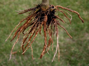 <i><b>Pyrenochaeta lycopersici</b></i> (maladie des racines liègeuses, corky root) et <i><b>Colletotrichum coccodes</b></i> (pourriture racinaire, anthracnose) sur aubergine5