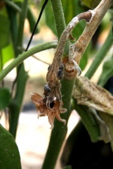 <i><b>Sclerotinia sclerotiorum</b></i> (<i>Sclerotinia</i> drop) on eggplant.