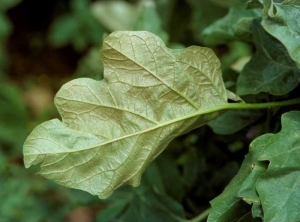 <i><b>Aculops lycopersici</b></i> (eggplant russet mite) on eggplant.