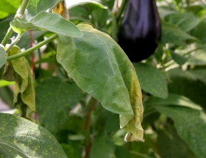 <b><i>Verticillium dahliae</i></b> (<i>Verticillium</i> wilt) on eggplant.