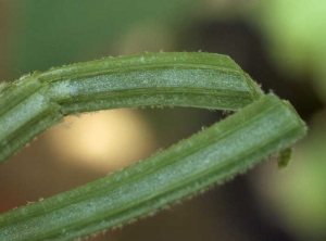 <b><i>Verticillium dahliae</i></b> (<i>Verticillium</i> wilt) on eggplant.