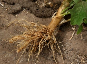 <b><i>Meloidogyne</i> spp.</b> (root-knot nematodes) 