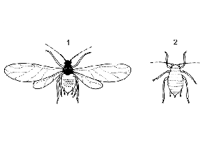 <b> Winged aphid (1) and wingless aphid (2) </b> (Koppert company).
