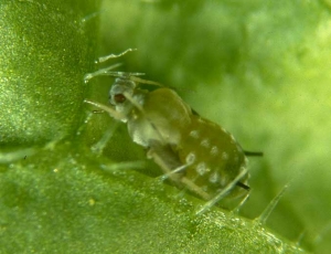 <i> Aphis gossypii </i>, the <b> cotton aphid </b>, is very common on vegetable crops, especially on cucurbits and malvaceae.  Worldwide, it likes hot regions.  It changes hosts during its cycle, depending on the country and the strain.