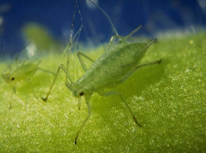 The <b> green potato aphid </b>, <i> Macrosiphum euphorbiae </i>, is found on various vegetable (eggplant, potato, lettuce, tomato, etc.) and ornamental (rose , chrysanthemum ...).  Adults are quite large (measuring up to 4mm) and pink or green in color depending on the biotype.
