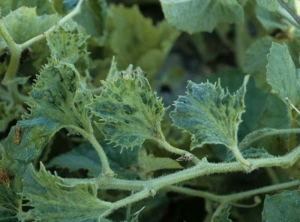 Twigs bearing several very deformed, blistered and serrated leaves.  </b> Zucchini yellow mosaic virus </b> (<i> Zucchini yellow mosaic virus </i>, ZYMV)
