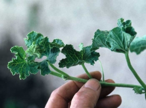 The leaves of this young twig are sharper than normal and embossed.  <b> Phytotoxicity </b>