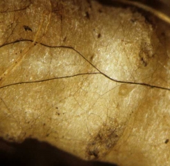 Isolated mycelium and brown mycelial cords are visible on this melon root.  <i> <b> Thanatephorus cucumeris </b> </i> (<i> Rhizoctonia solani </i>)