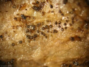 <i><b>Didymella bryoniae</b></i> (gummy stem blight) 1