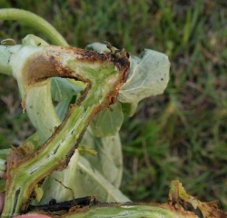 <i><b>Didymella bryoniae</b></i>