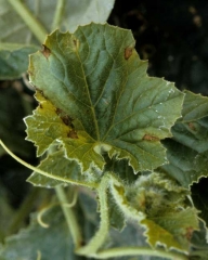 Brown spots, small and necrotic on melon leaf.  </b> <i> Cladosporium cucumerinum </i> </b>